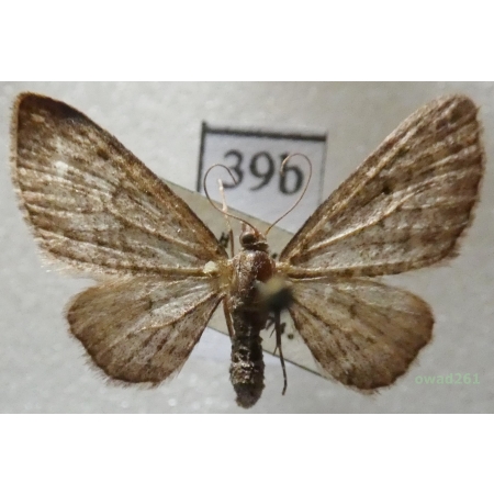 Eupithecia subfuscata (Haworth, 1809) Czech39b